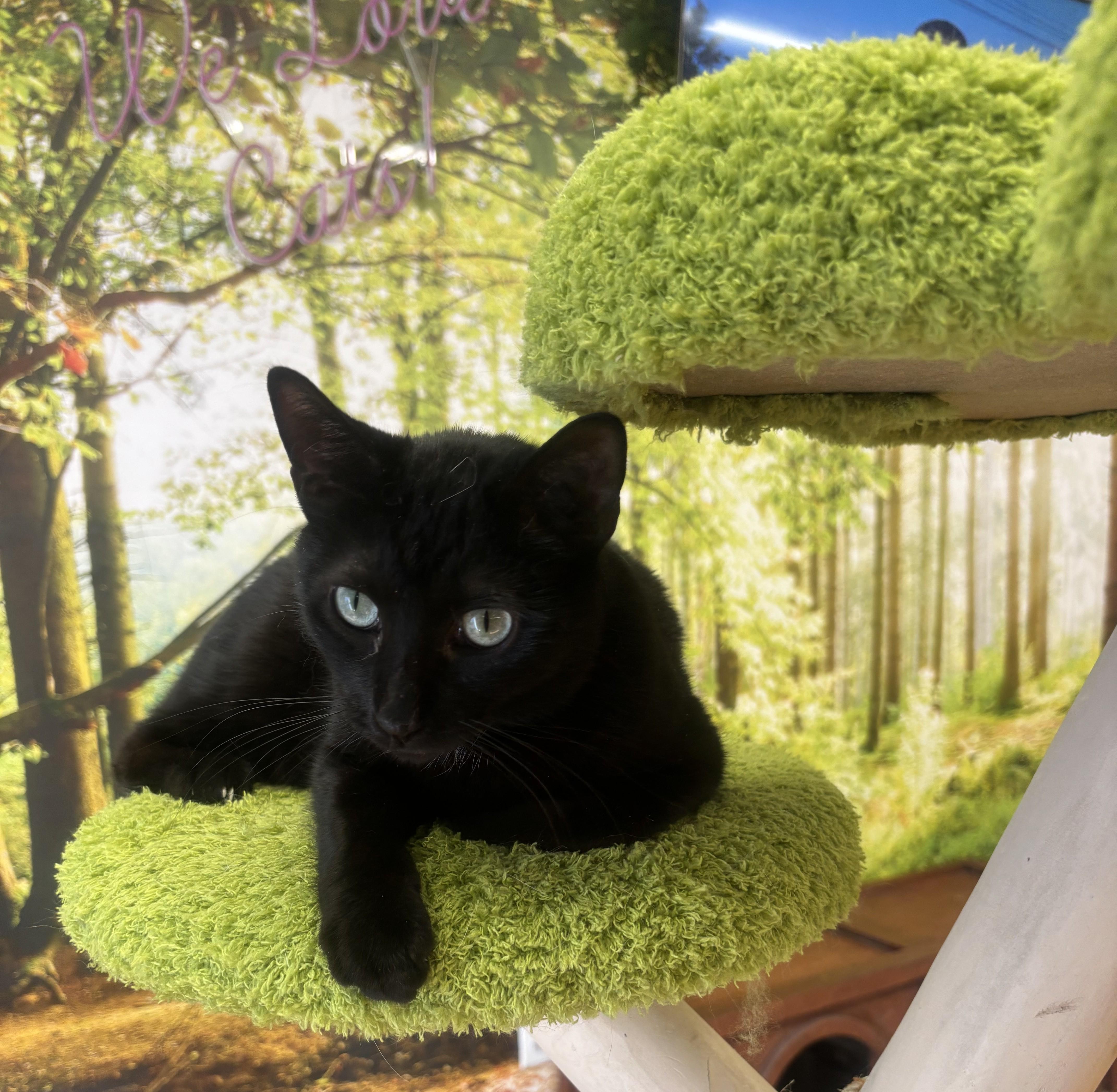 Enlarge Tom, an adoptable Domestic Short Hair in Whittier, CA image 1/6