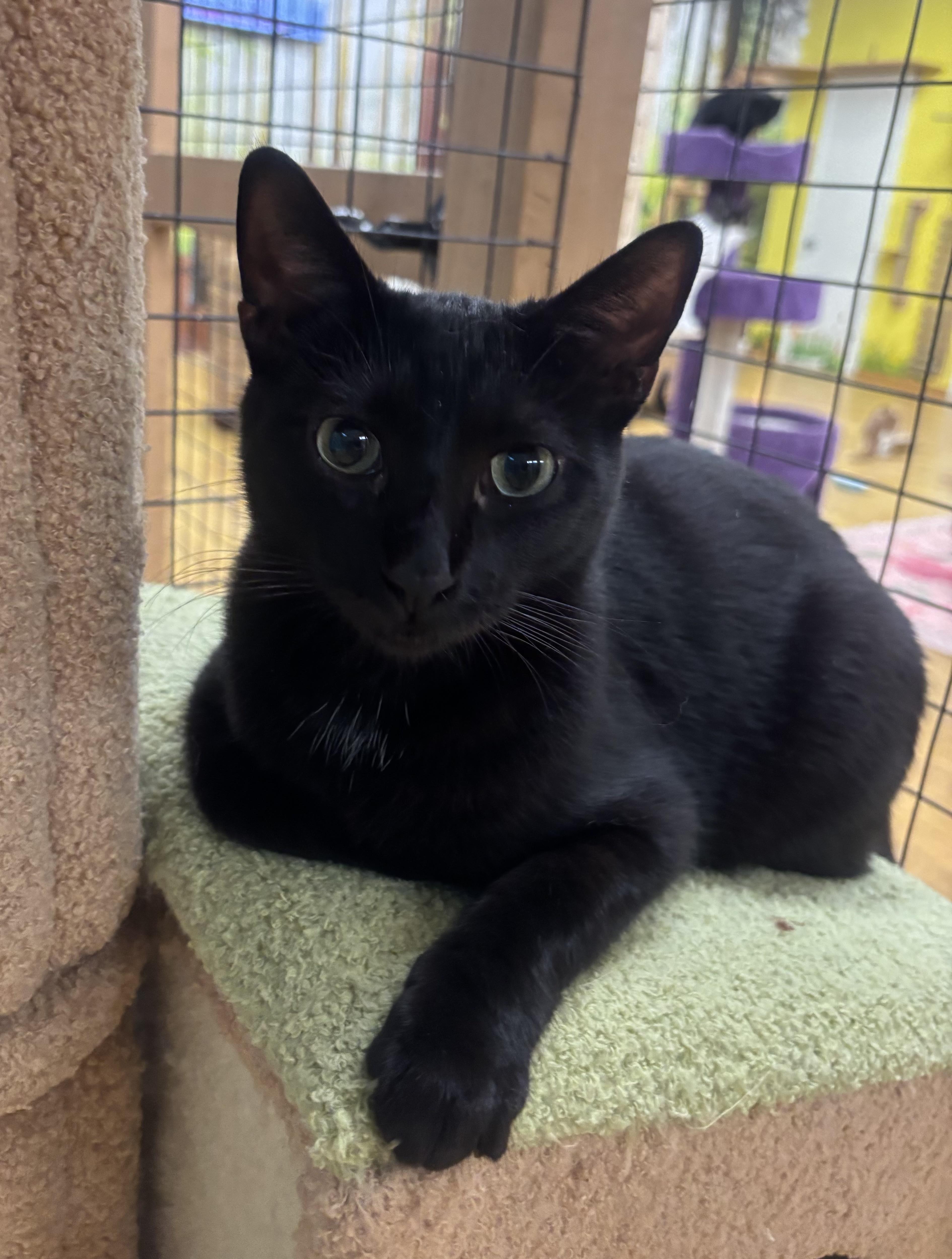 Enlarge Tom, an adoptable Domestic Short Hair in Whittier, CA image 1/6