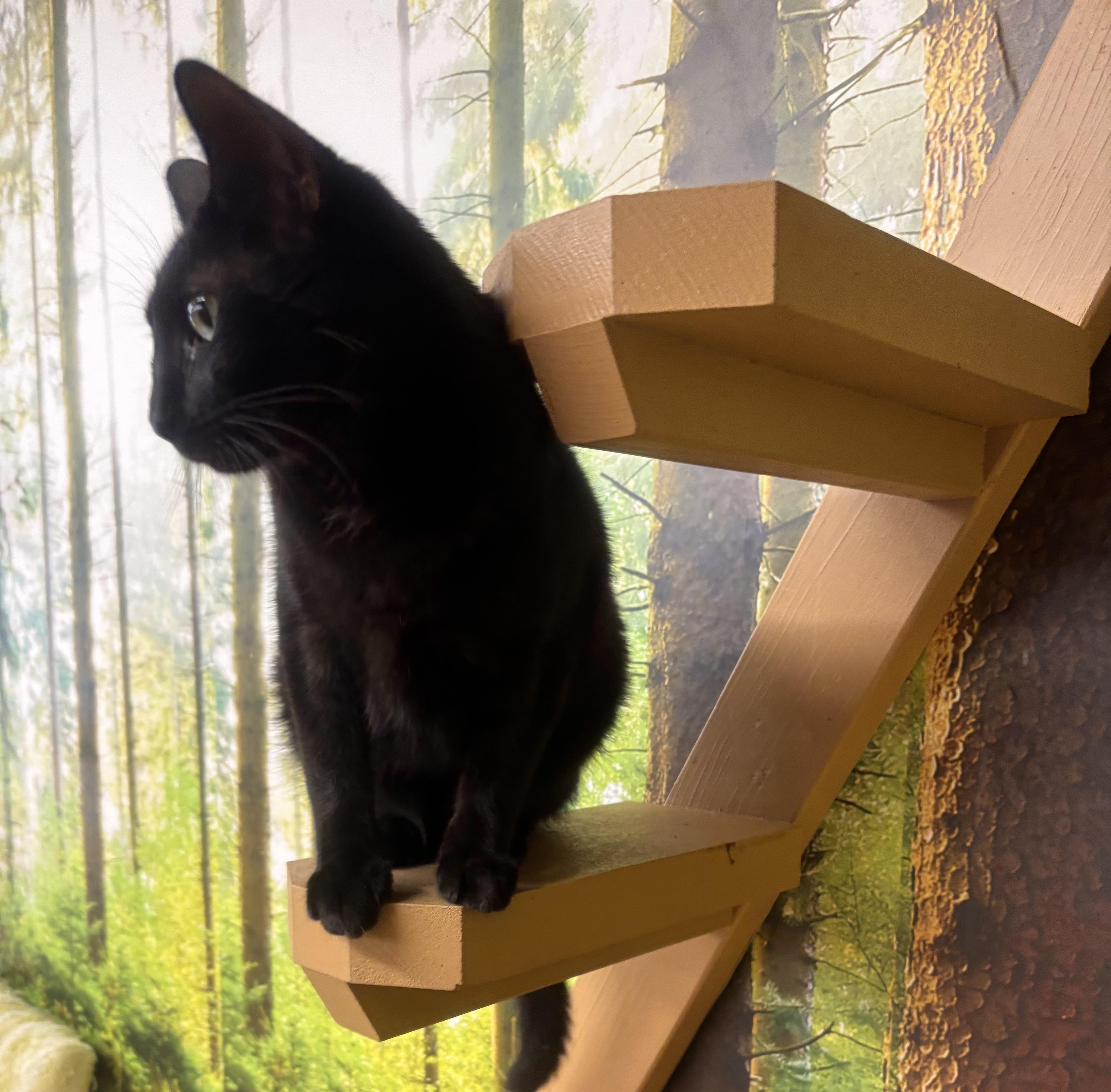 Enlarge Tom, an adoptable Domestic Short Hair in Whittier, CA image 3/6