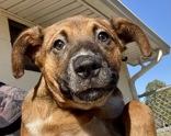 Billy, ADOPTABLE, Young Male Boxer.