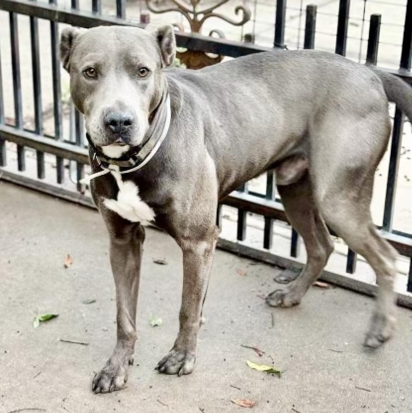 Dog for adoption Rex, a Pit Bull Terrier in Central Islip, NY Petfinder