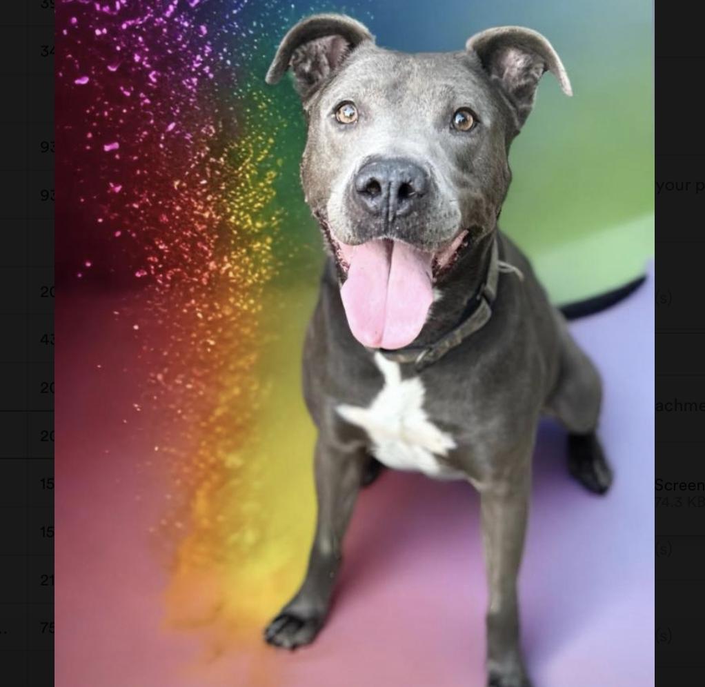 Dog for adoption Rex, a Pit Bull Terrier in Central Islip, NY Petfinder