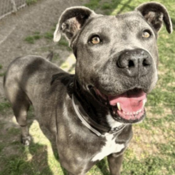 Dog for adoption Rex, a Pit Bull Terrier in Central Islip, NY Petfinder
