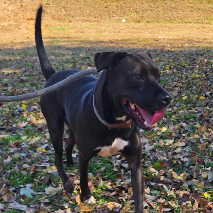 Enlarge Skylar, a Adoptable mixed breed in Milledgeville, GA image 3/5