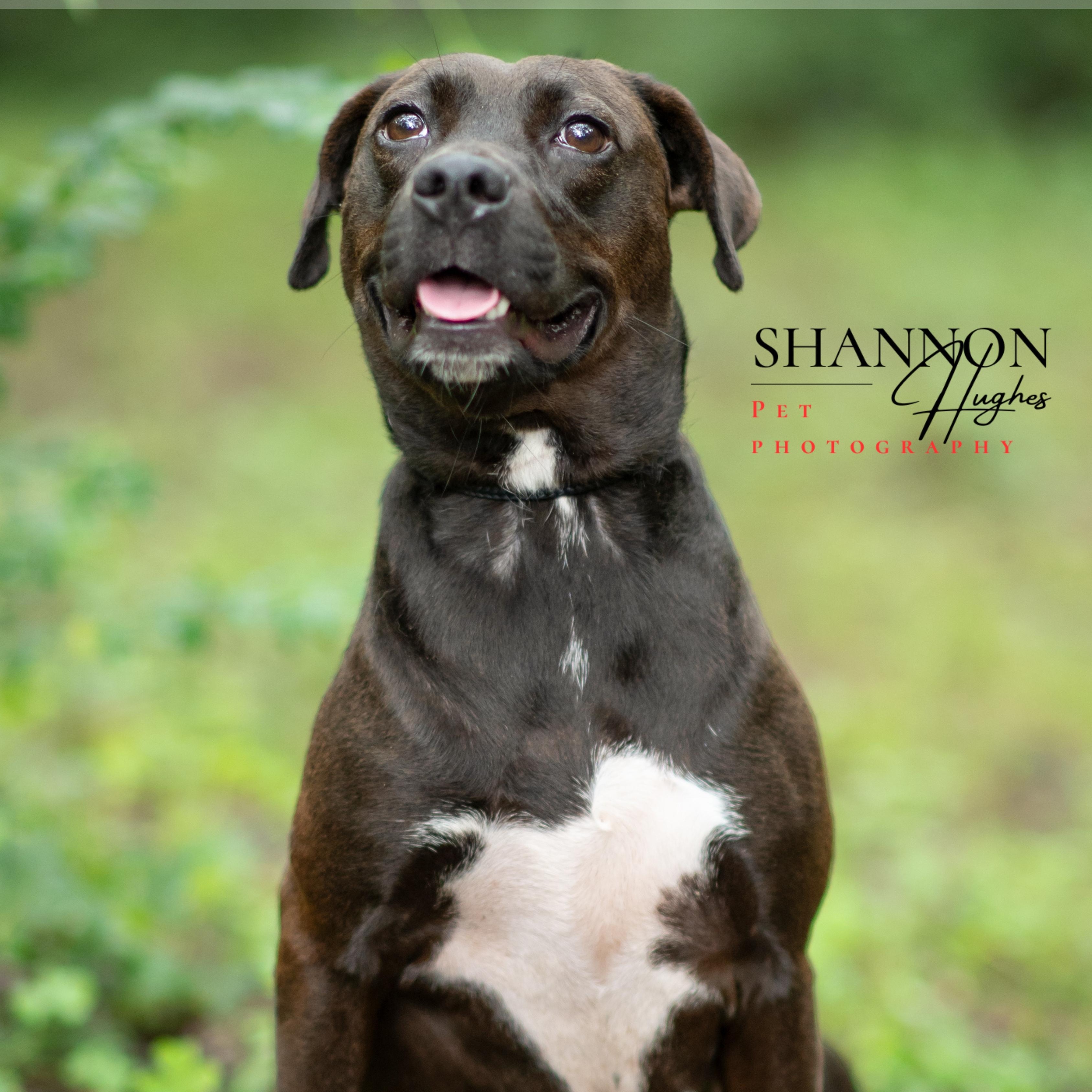 Enlarge Skylar, a Adoptable mixed breed in Milledgeville, GA image 2/5