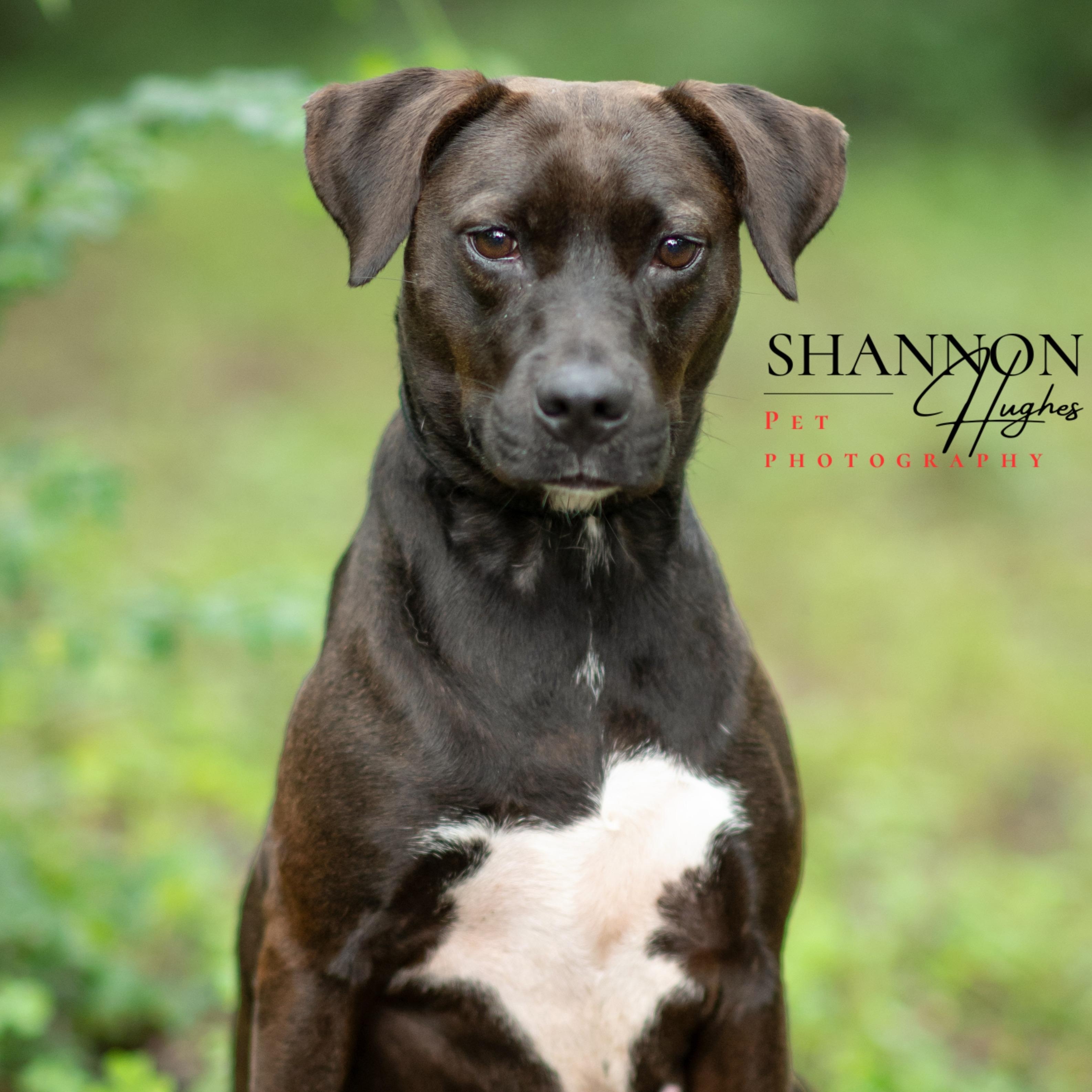 Enlarge Skylar, a Adoptable mixed breed in Milledgeville, GA image 4/5