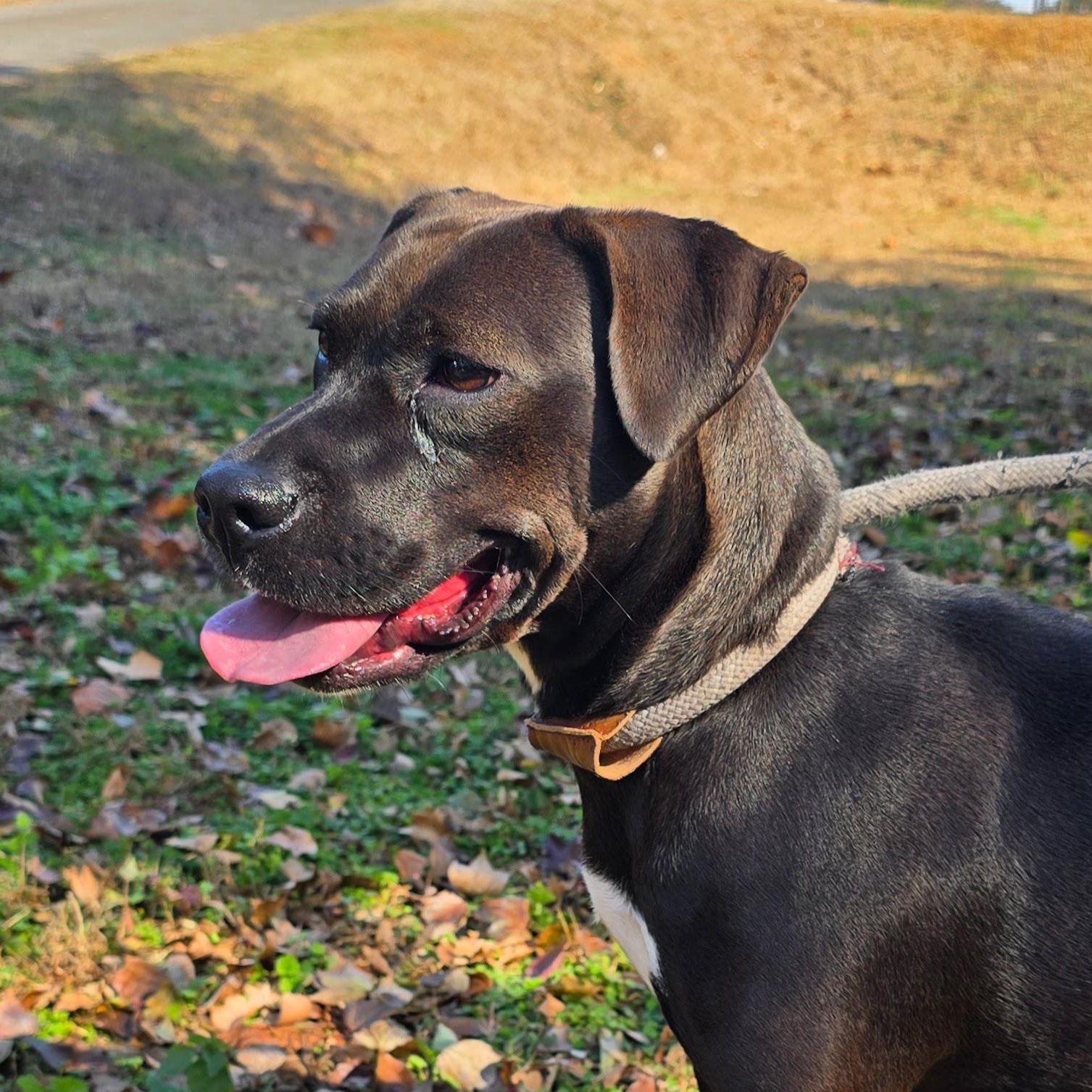 Enlarge Skylar, a Adoptable mixed breed in Milledgeville, GA image 5/5