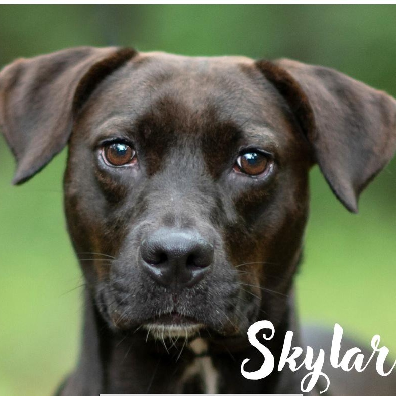 Enlarge Skylar, a Adoptable mixed breed in Milledgeville, GA image 1/5