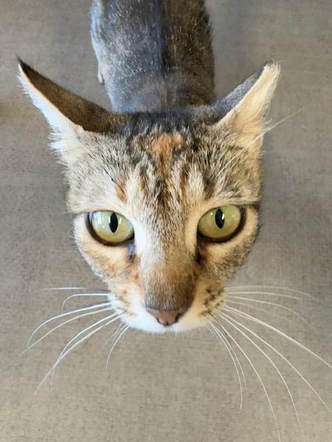 Star, Adoptable, Adult Female Domestic Short Hair.