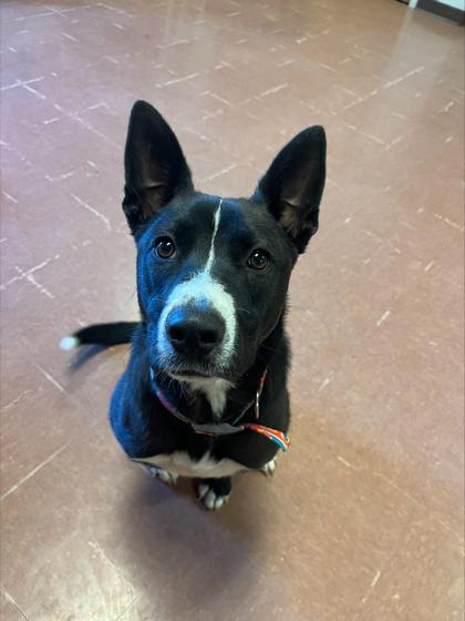 Enlarge Xavier, an adopted mixed breed in Rapid City, SD image 3/3
