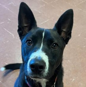 Enlarge Xavier, an adopted mixed breed in Rapid City, SD image 1/3