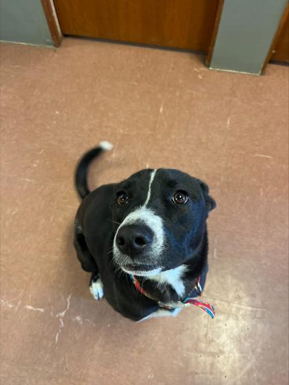 Enlarge Xavier, an adopted mixed breed in Rapid City, SD image 2/3