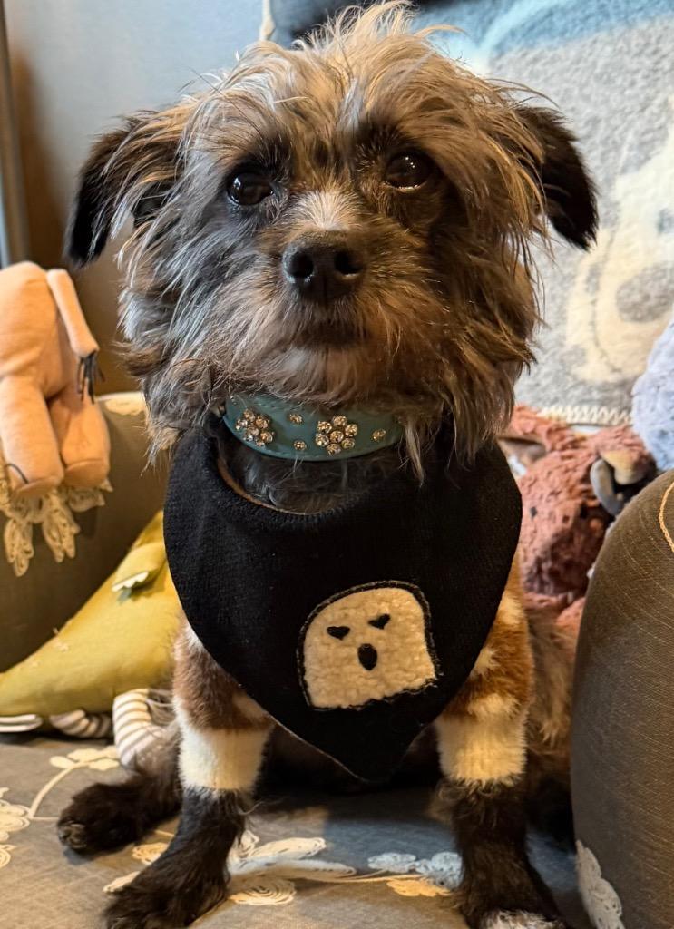Enlarge Joey, a Adoptable mixed breed in West Bloomfield, MI image 1/3