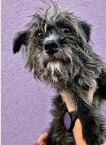 Enlarge Joey, a Adoptable mixed breed in West Bloomfield, MI image 2/3
