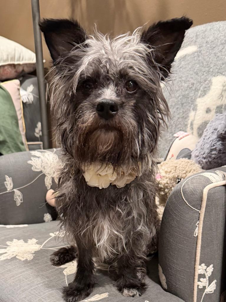 Enlarge Joey, a Adoptable mixed breed in West Bloomfield, MI image 3/3