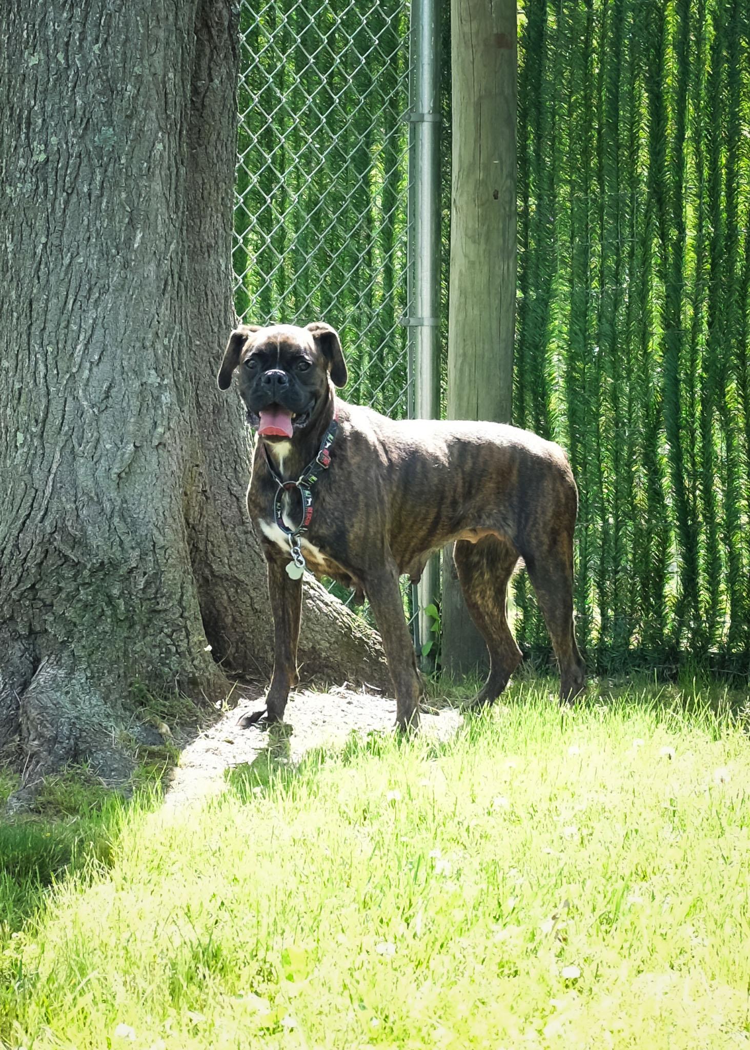 Midnight, a ADOPTABLE Boxer in Middlesex, NJ image 1/3
