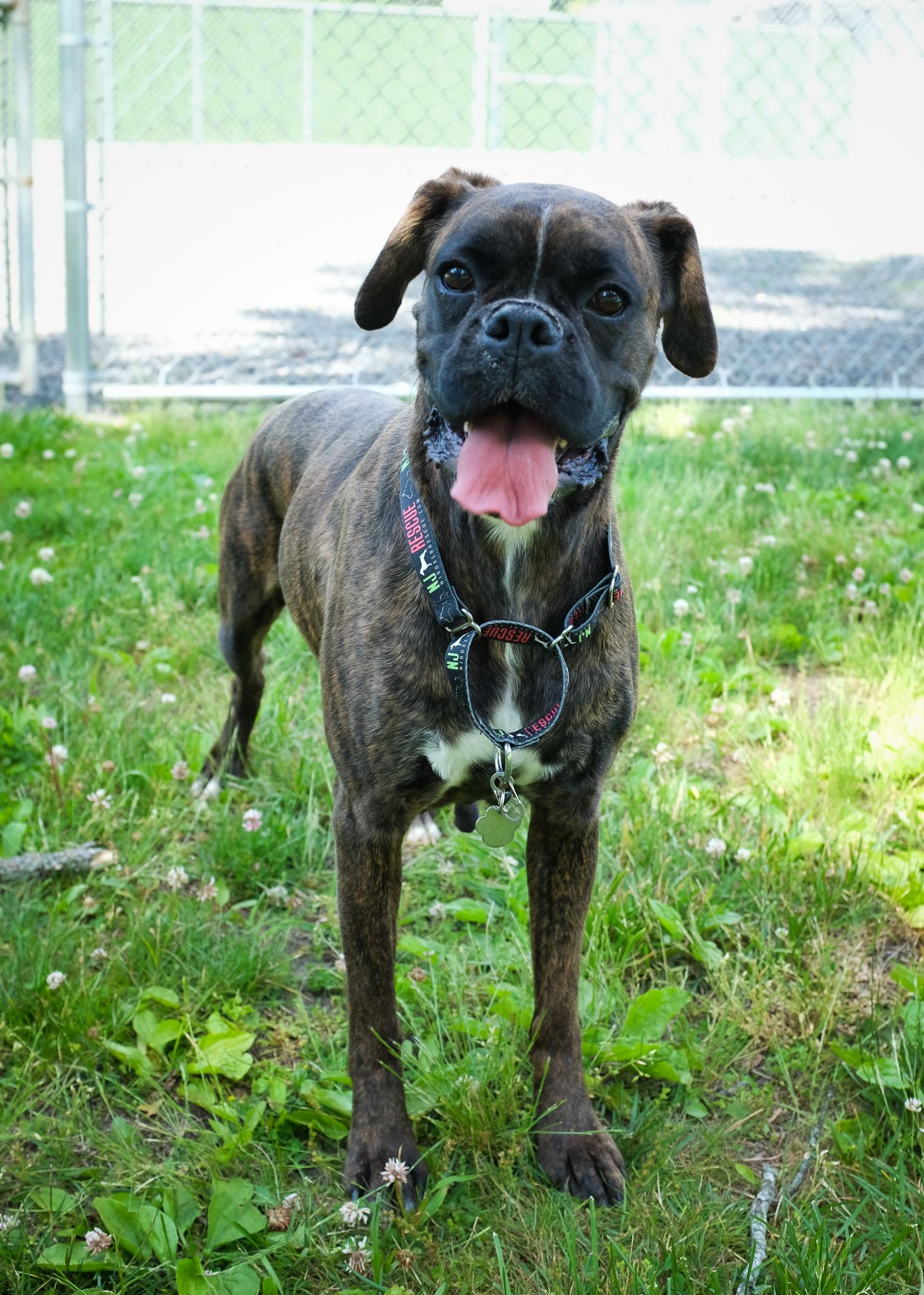 Midnight, a ADOPTABLE Boxer in Middlesex, NJ image 2/3