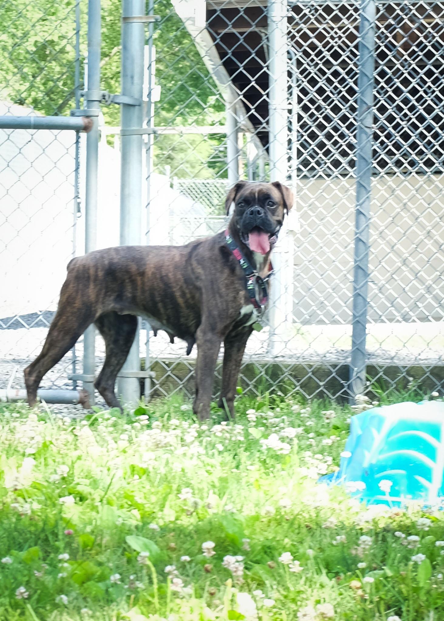 Midnight, a ADOPTABLE Boxer in Middlesex, NJ image 3/3