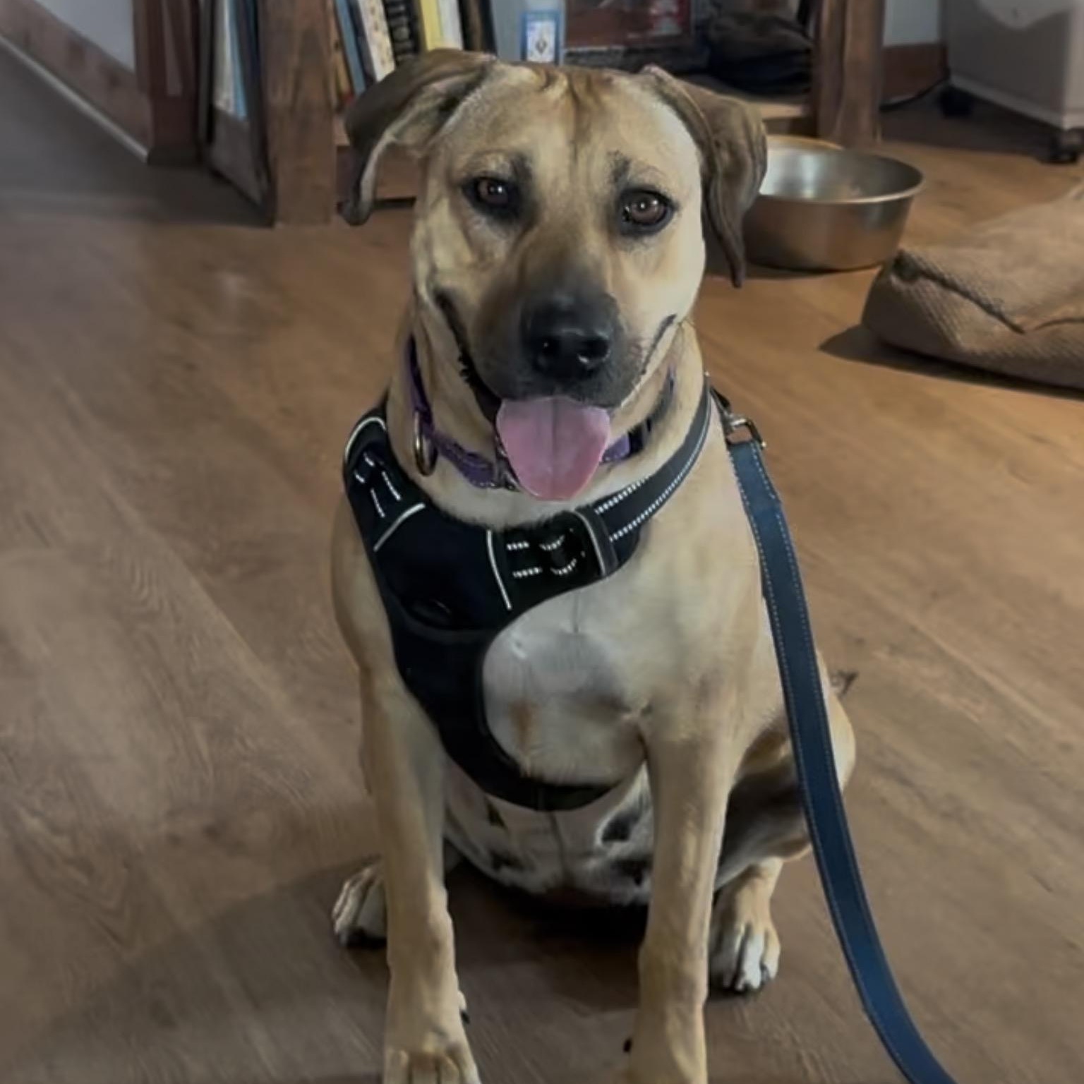 Enlarge Hazel, a Adoptable mixed breed in Austin, TX image 1/6