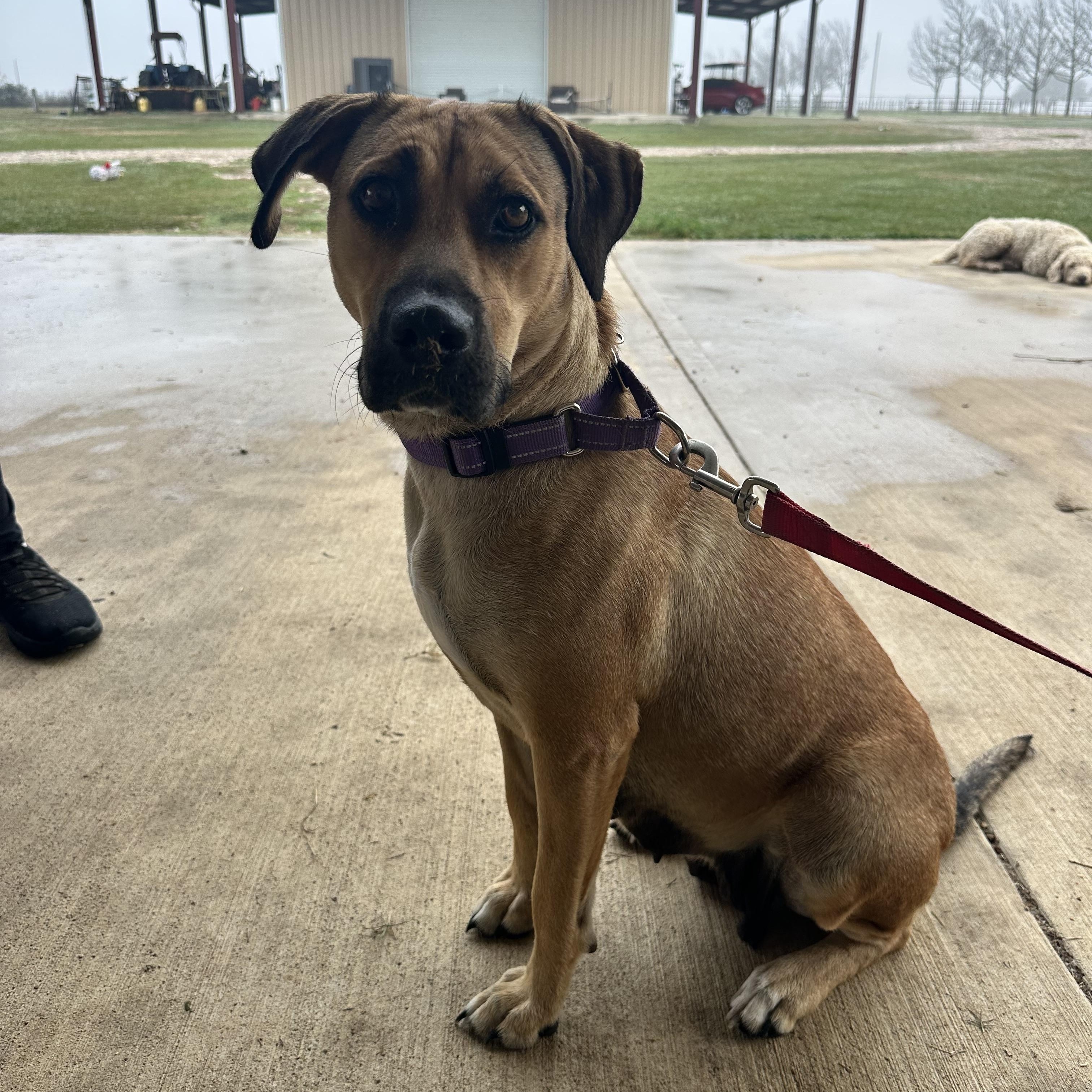 Enlarge Hazel, a Adoptable mixed breed in Austin, TX image 2/6