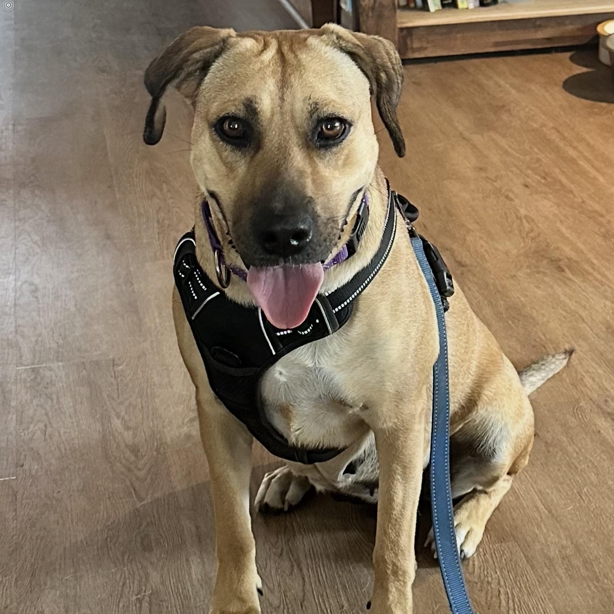 Enlarge Hazel, a Adoptable mixed breed in Austin, TX image 6/6