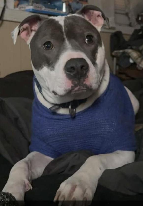 Niles, Adoptable, Adult Male Pit Bull Terrier.