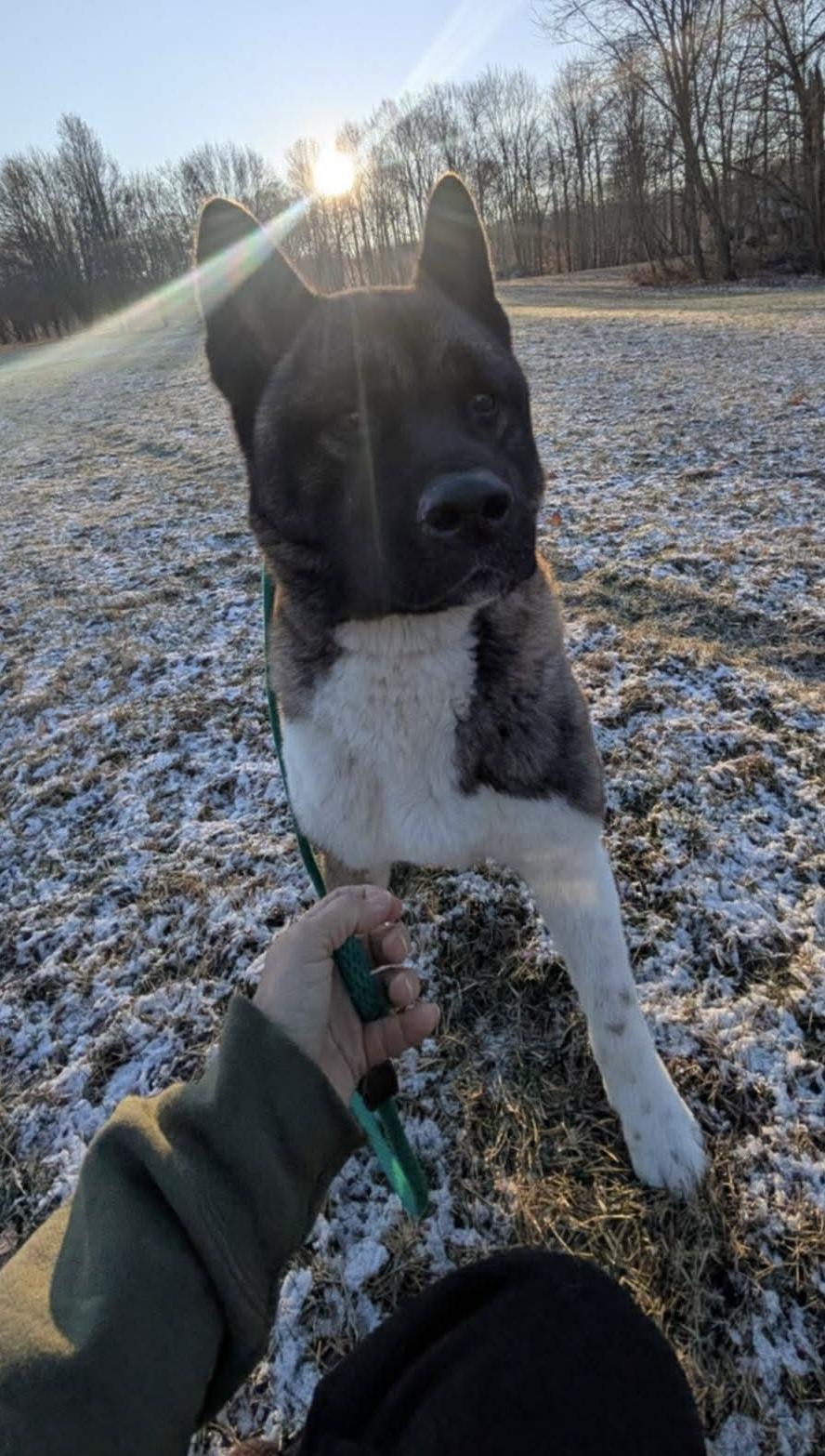 Enlarge LUCY, a ADOPTABLE Akita in Chicago, IL image 1/5