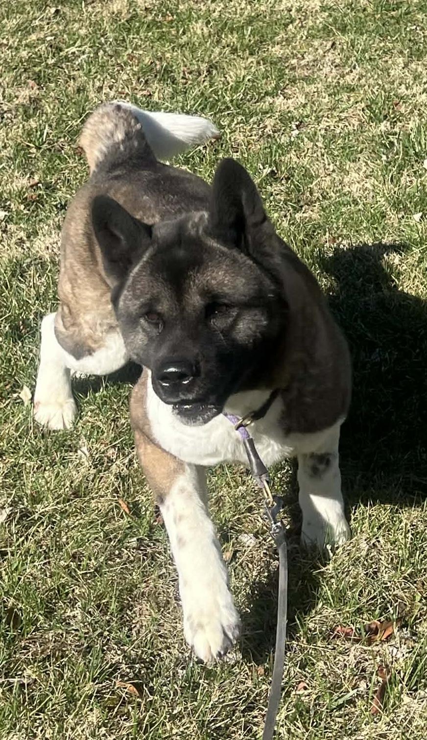 Enlarge LUCY, a ADOPTABLE Akita in Chicago, IL image 2/5