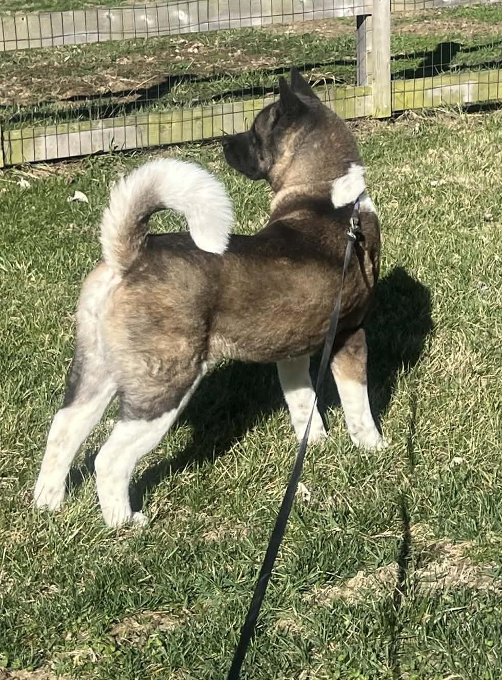 Enlarge LUCY, a ADOPTABLE Akita in Chicago, IL image 4/5