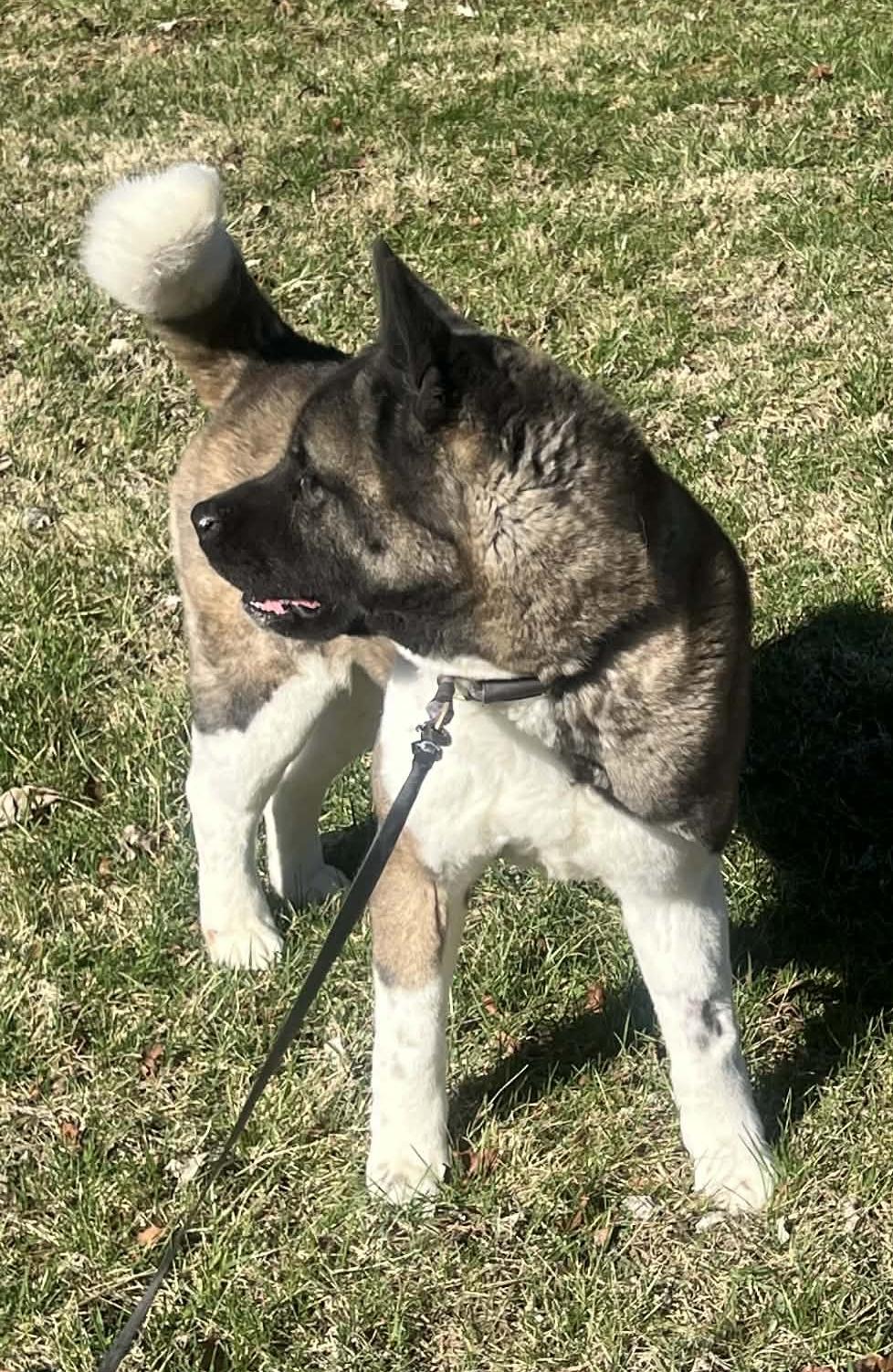 Enlarge LUCY, a ADOPTABLE Akita in Chicago, IL image 5/5