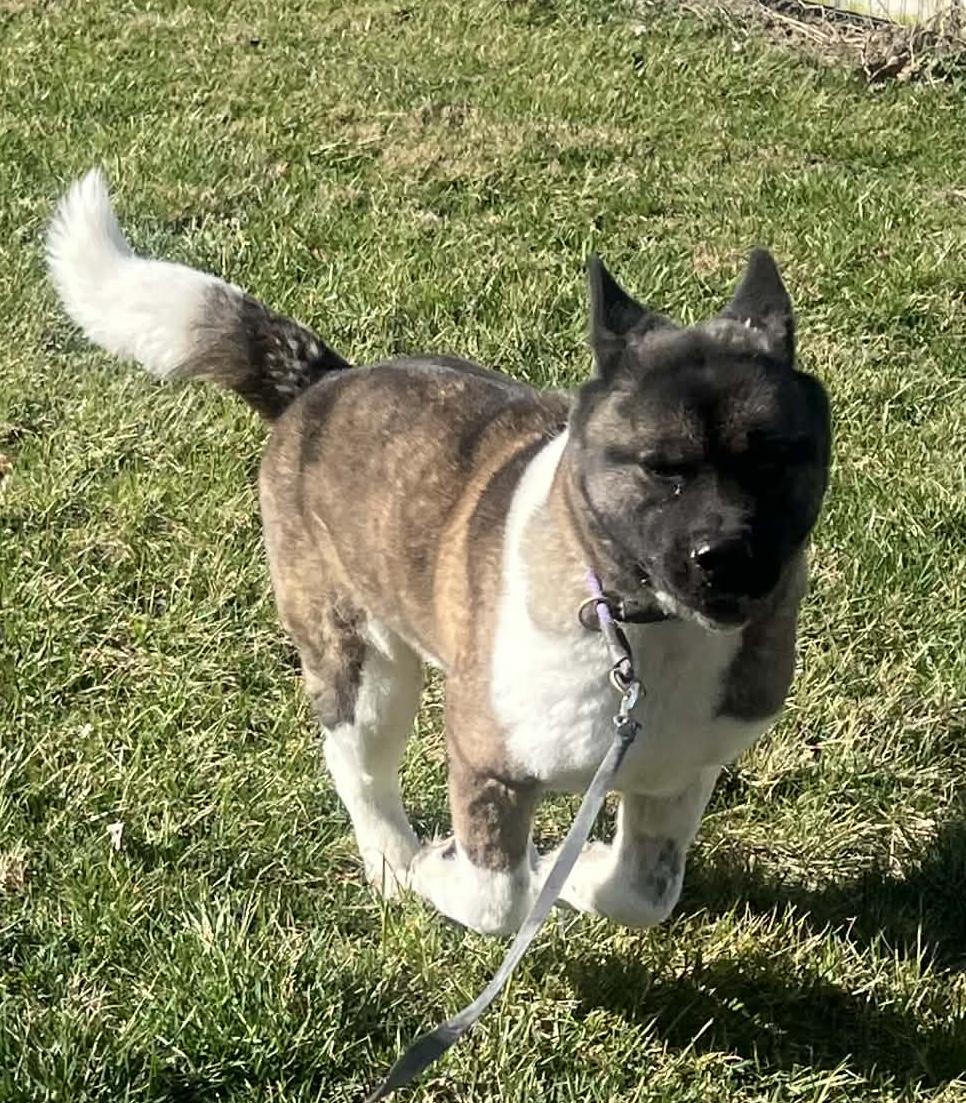 Enlarge LUCY, a ADOPTABLE Akita in Chicago, IL image 3/5
