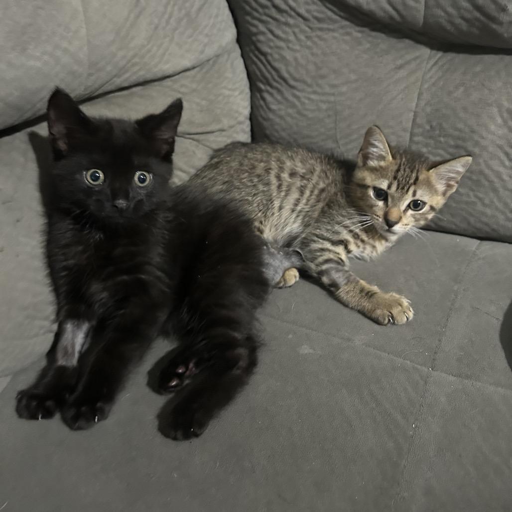 Pancakes, Adoptable, Young Male Domestic Short Hair.