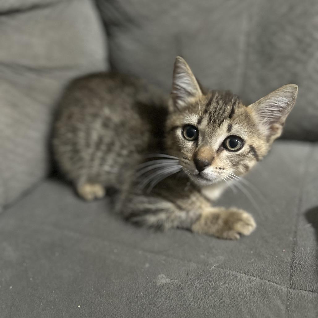 Enlarge Pancakes, a Adoptable Domestic Short Hair in Port Richey, FL image 2/6