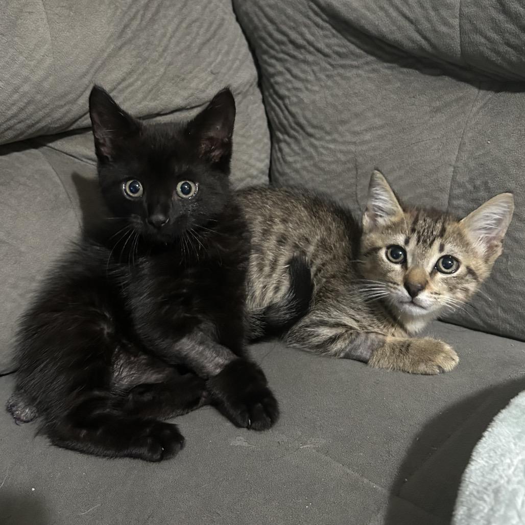 Enlarge Pancakes, a Adoptable Domestic Short Hair in Port Richey, FL image 3/6