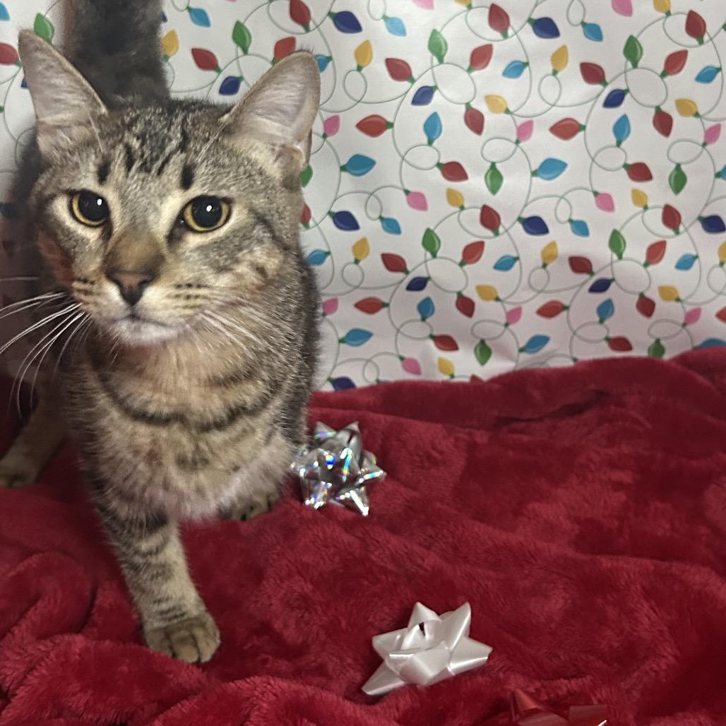 Enlarge Pancakes, a Adoptable Domestic Short Hair in Port Richey, FL image 4/6