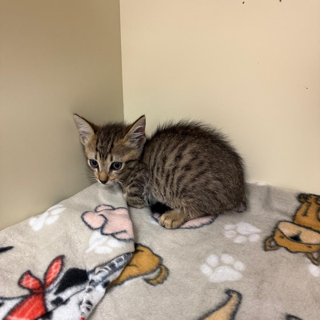 Enlarge Pancakes, a Adoptable Domestic Short Hair in Port Richey, FL image 5/6