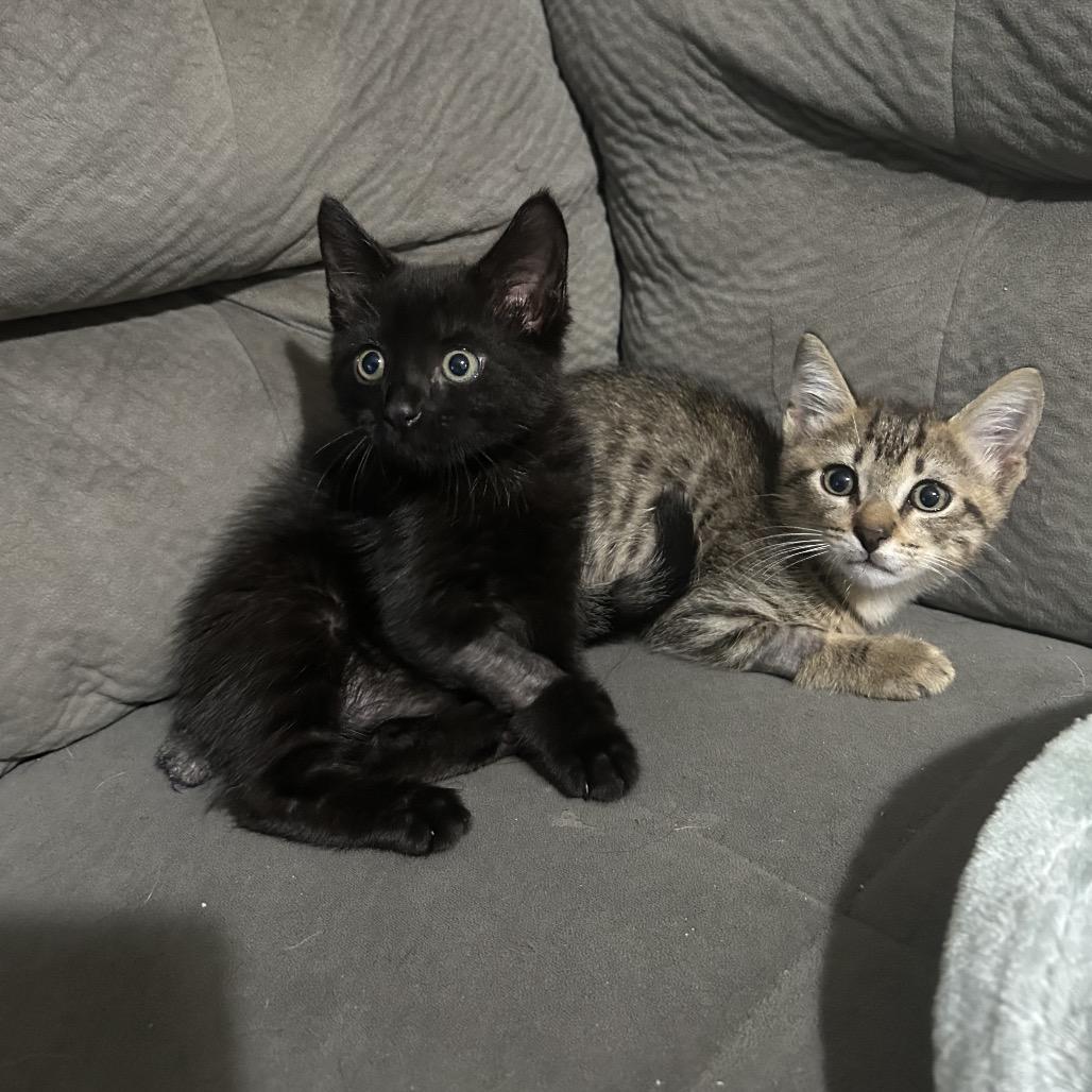 Enlarge Pancakes, a Adoptable Domestic Short Hair in Port Richey, FL image 6/6