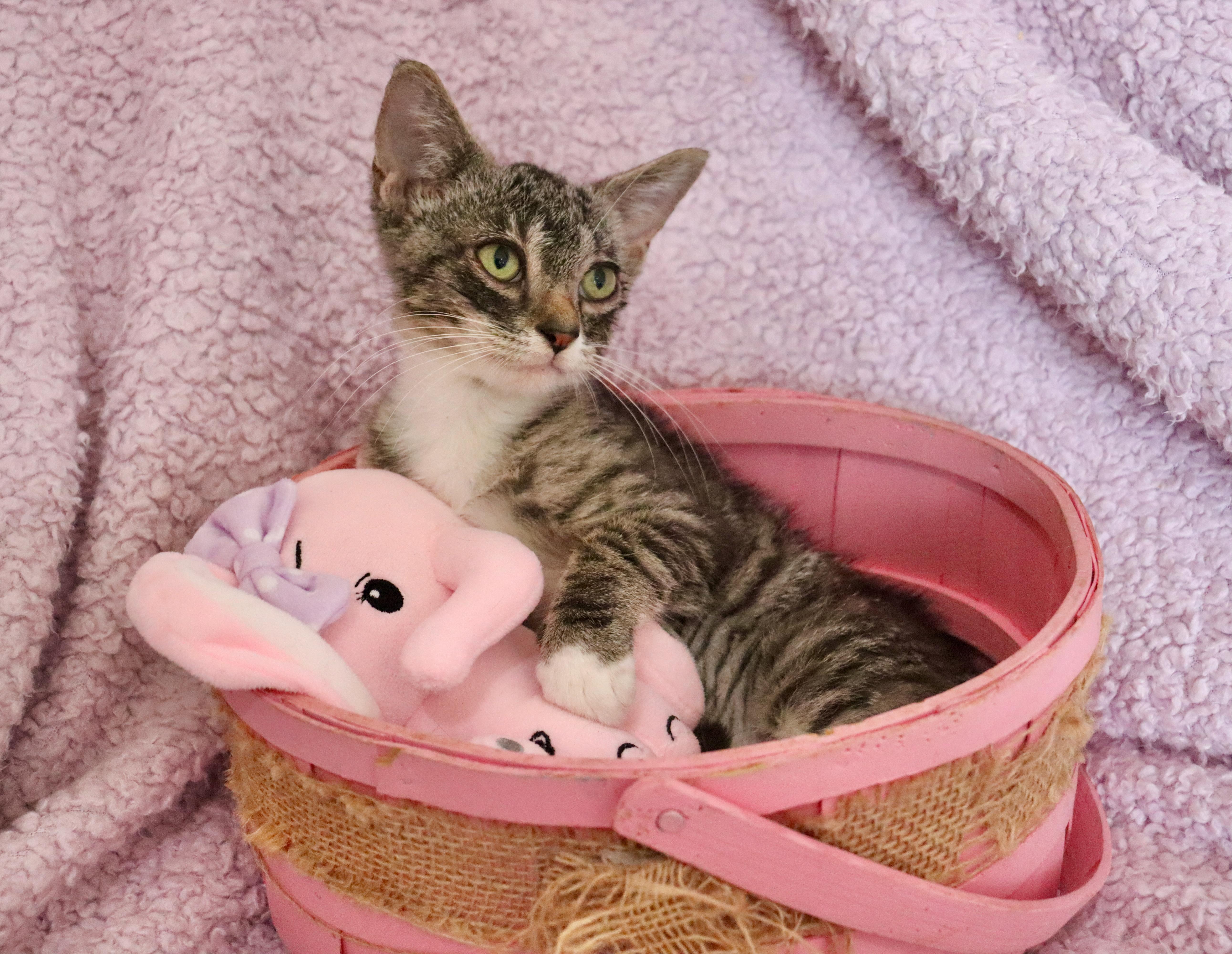 Enlarge Annabelle, a Adoptable mixed breed in Saint Augustine, FL image 2/5