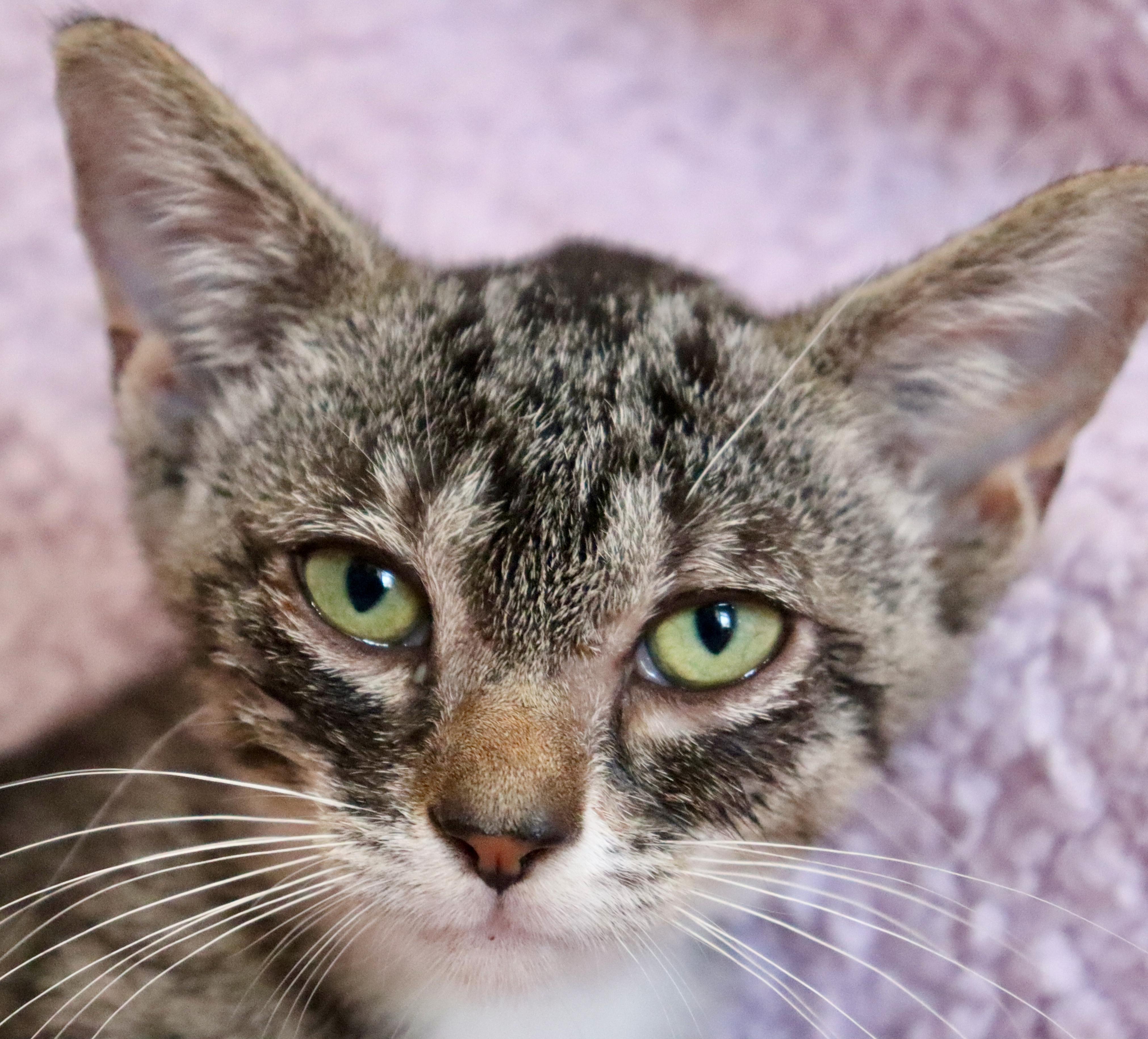 Enlarge Annabelle, a Adoptable mixed breed in Saint Augustine, FL image 5/5