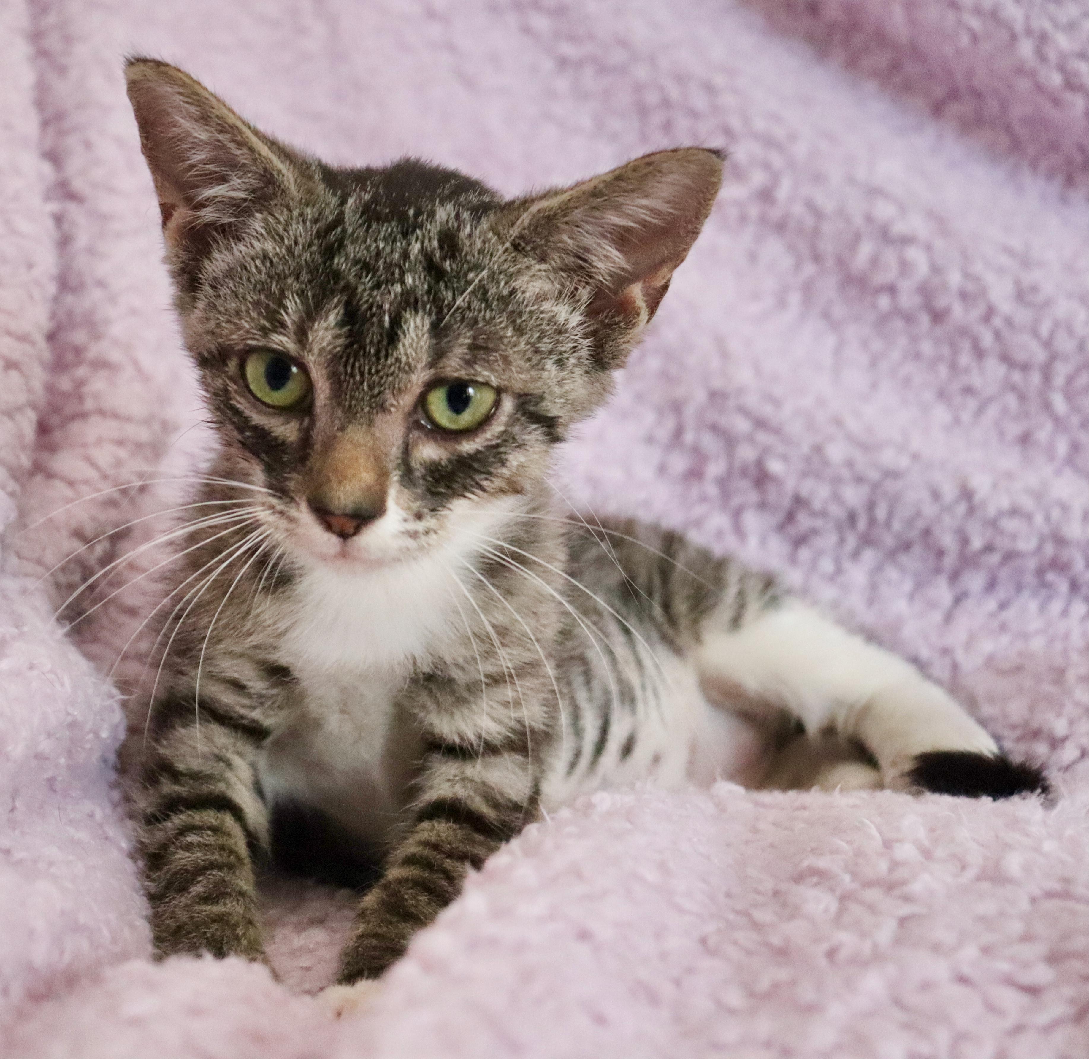 Enlarge Annabelle, a Adoptable mixed breed in Saint Augustine, FL image 4/5