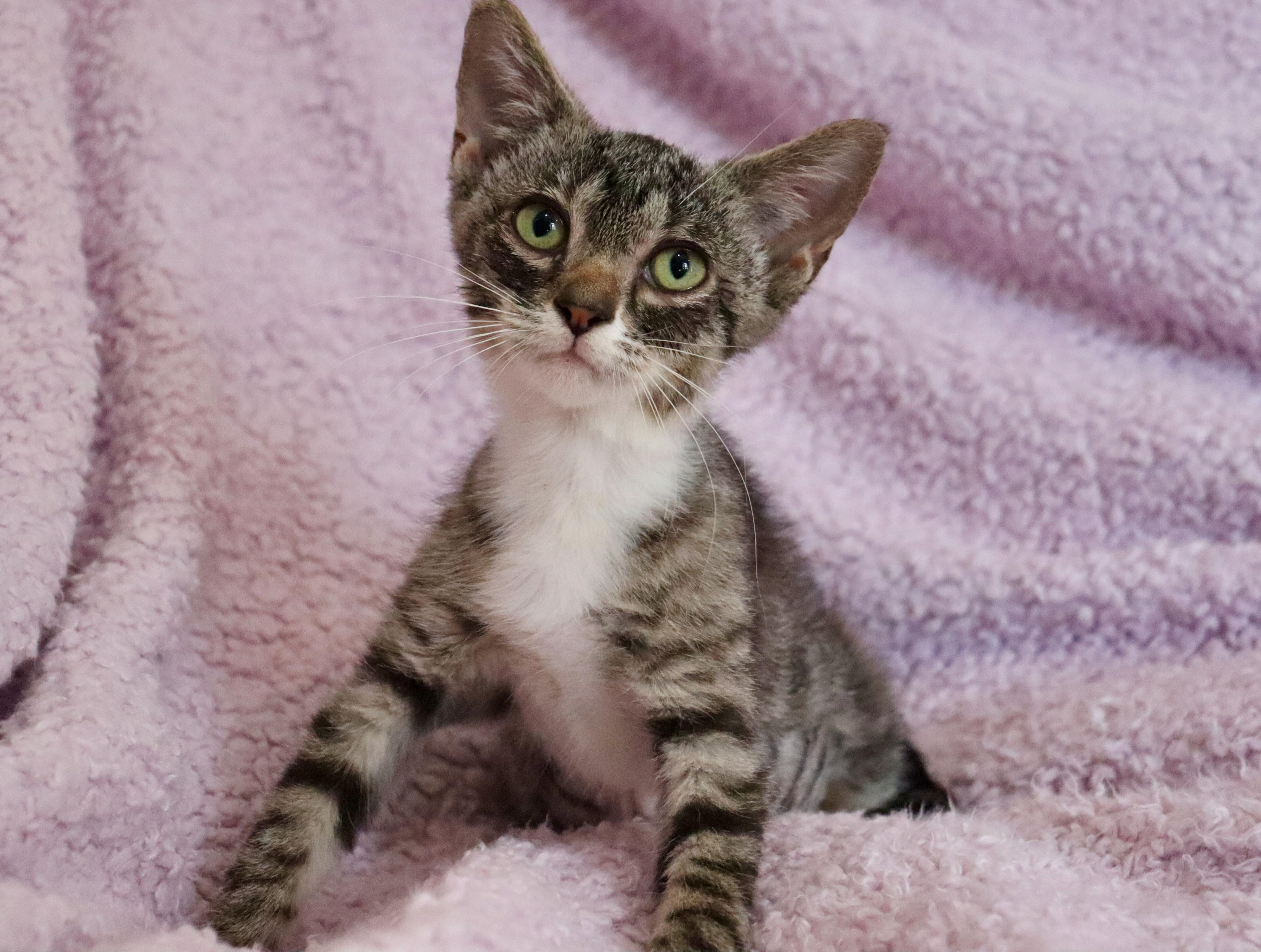 Annabelle, Adoptable, Kitten Female Exotic Shorthair.