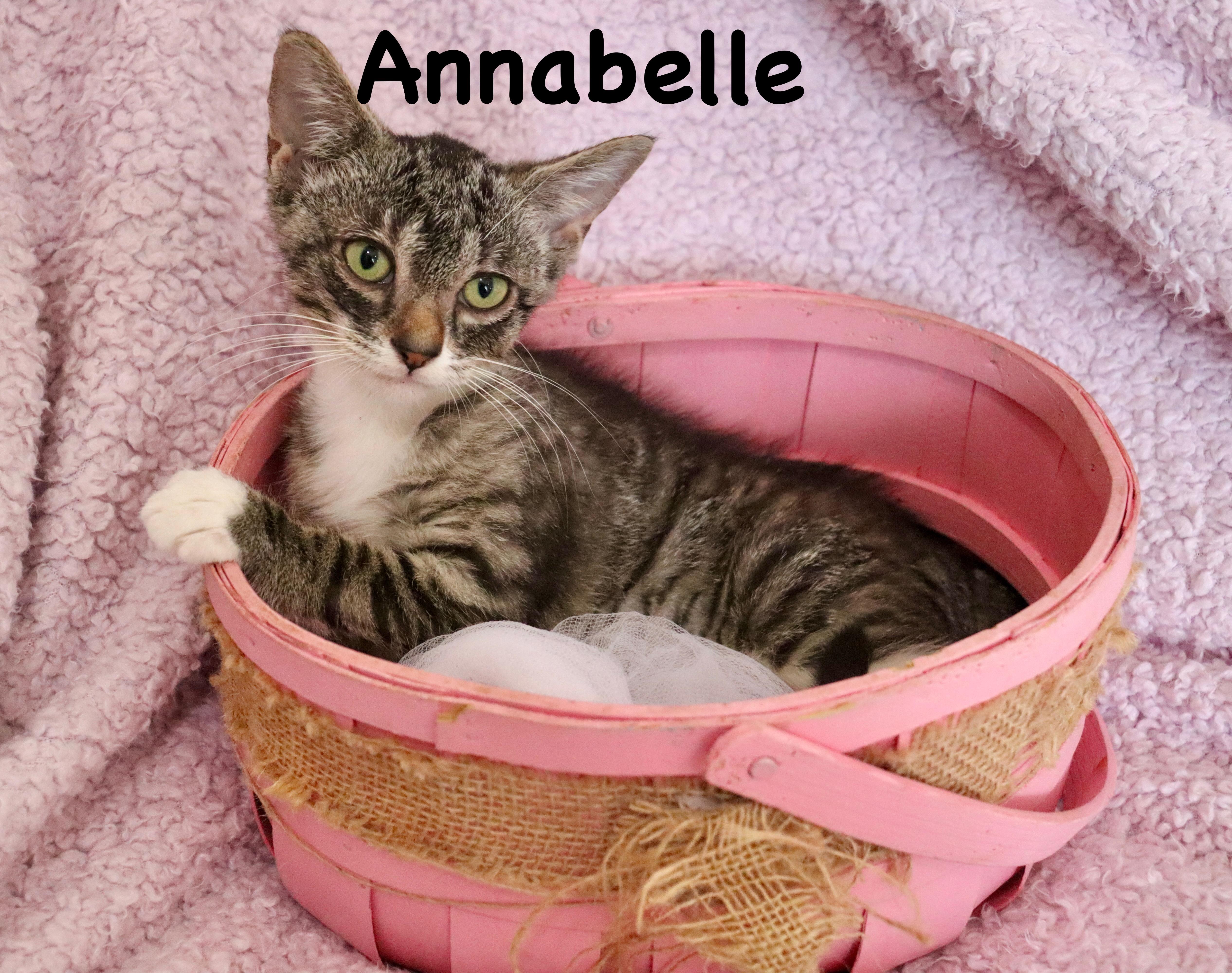 Enlarge Annabelle, a Adoptable mixed breed in Saint Augustine, FL image 3/5