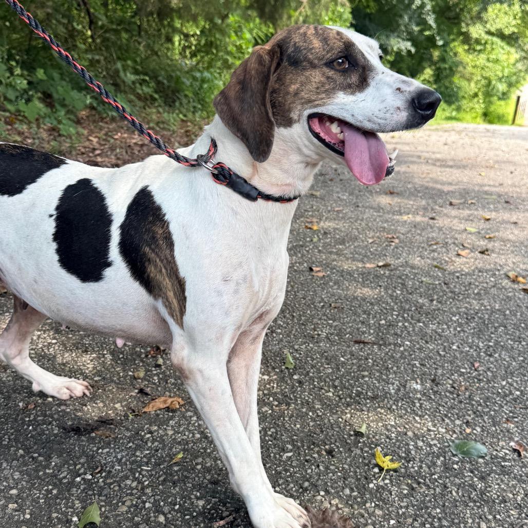 Enlarge Homestead, a Adoptable mixed breed in Monroeville, AL image 1/6
