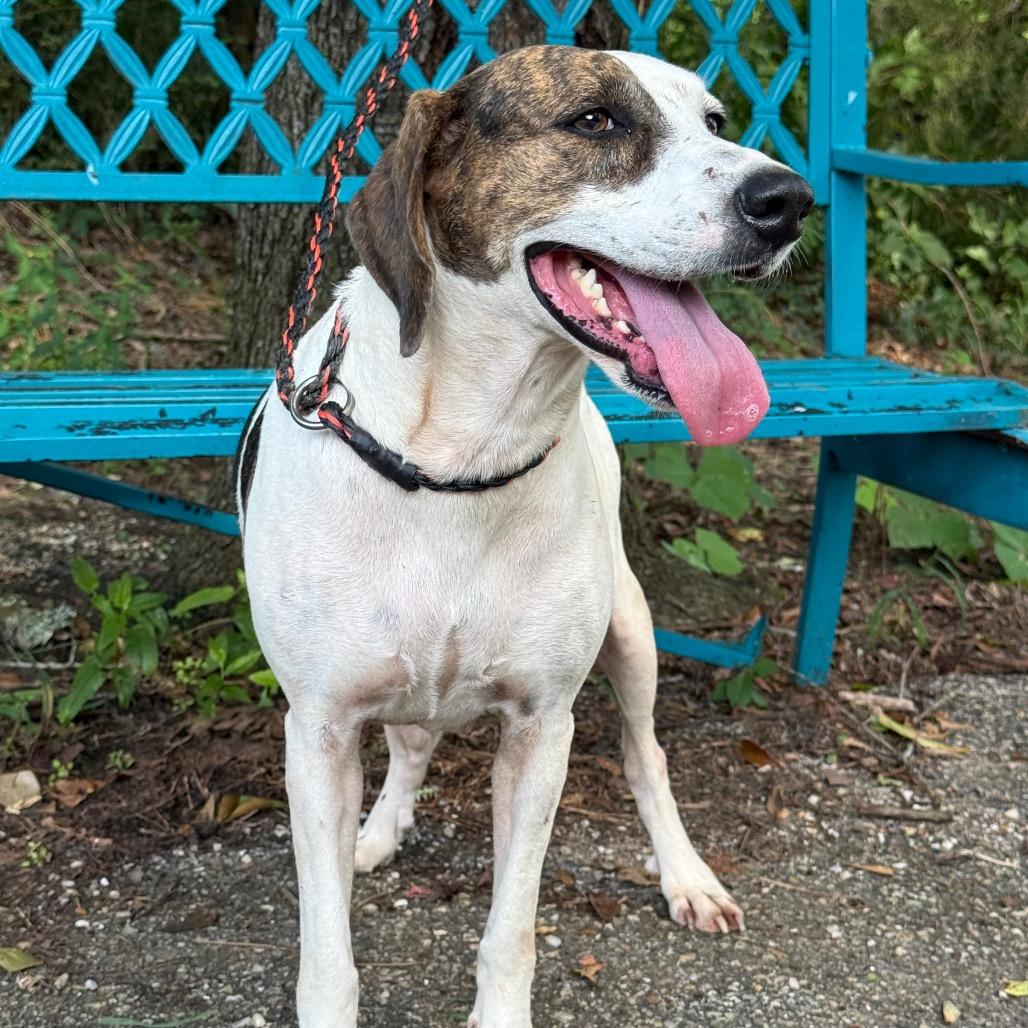 Enlarge Homestead, a Adoptable mixed breed in Monroeville, AL image 2/6