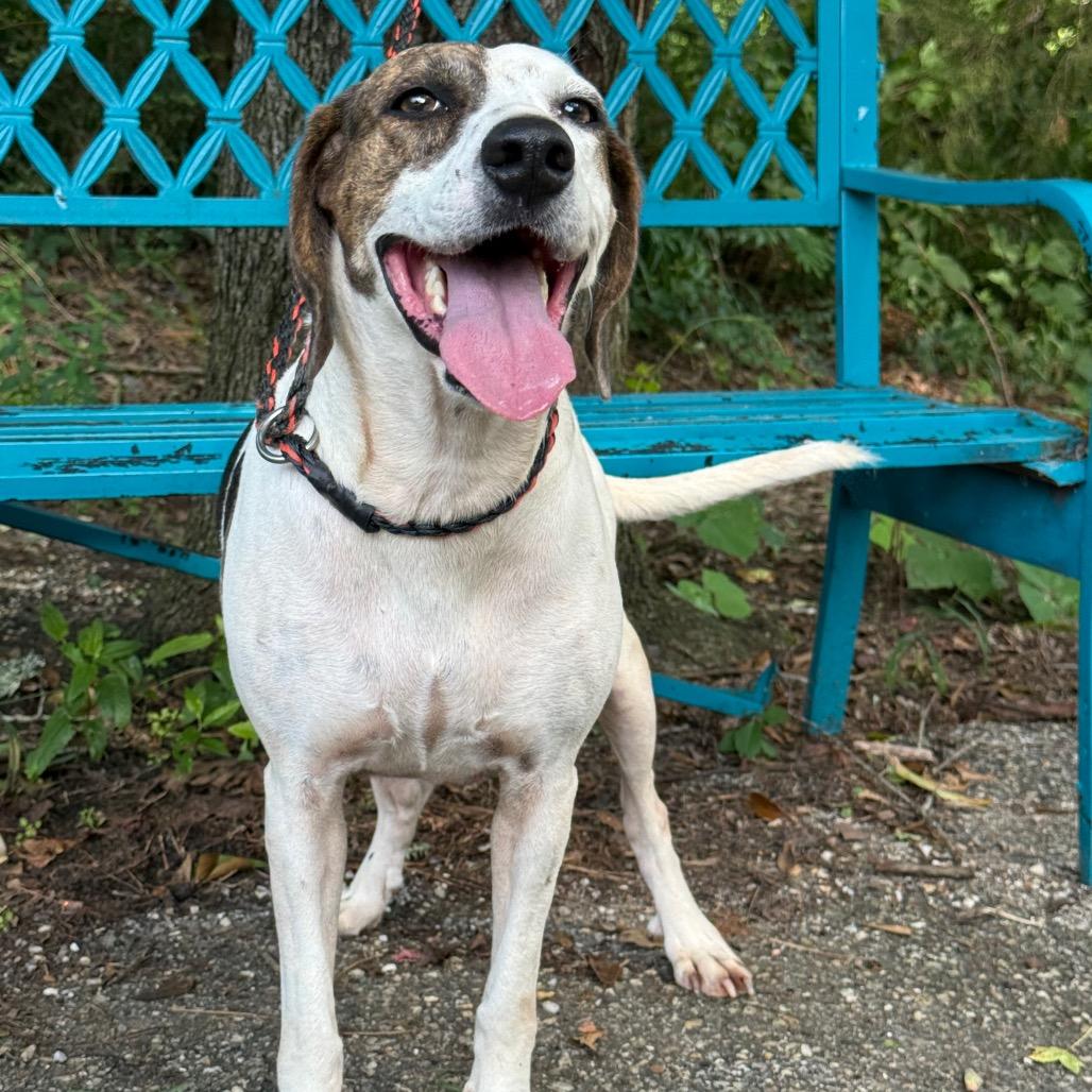 Enlarge Homestead, a Adoptable mixed breed in Monroeville, AL image 3/6