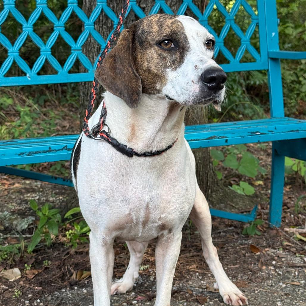 Enlarge Homestead, a Adoptable mixed breed in Monroeville, AL image 4/6