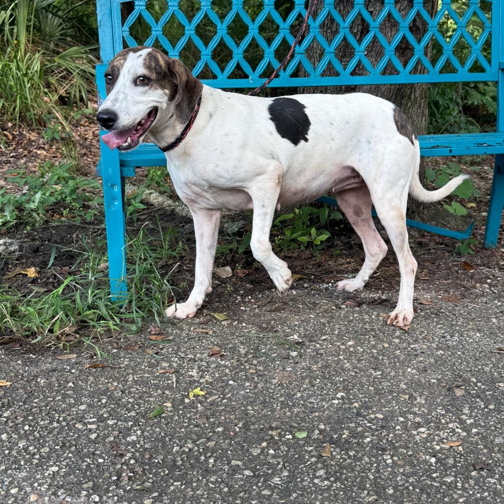 Enlarge Homestead, a Adoptable mixed breed in Monroeville, AL image 5/6