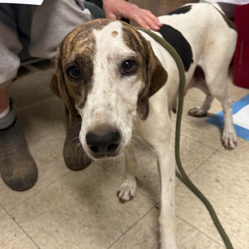 Enlarge Homestead, a Adoptable mixed breed in Monroeville, AL image 6/6