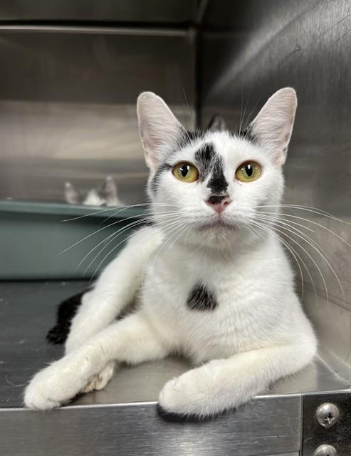 APPLEJACK, Adoptable, Young Female Domestic Short Hair.