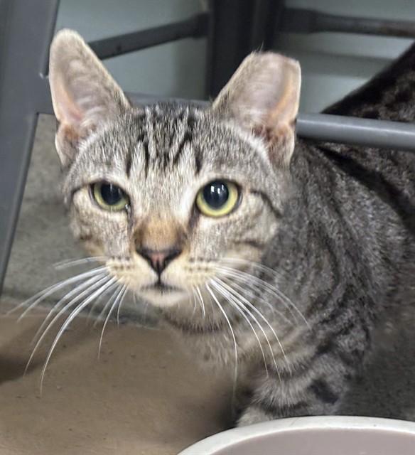 FLUX, Adoptable, Young Male Domestic Short Hair.